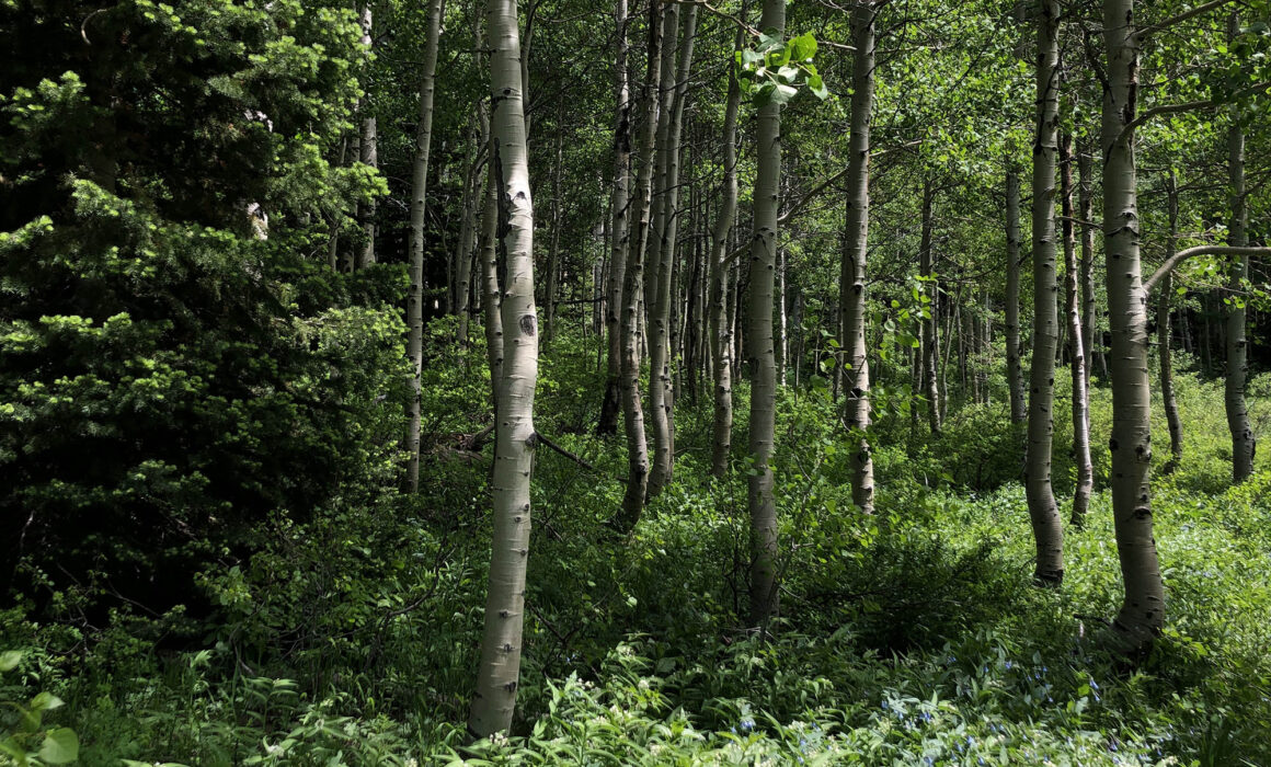 Wasatch Forest Utah
